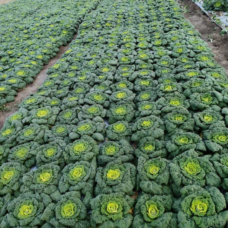 优质黄心菜