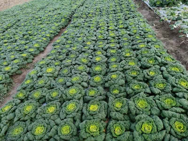 优质黄心菜