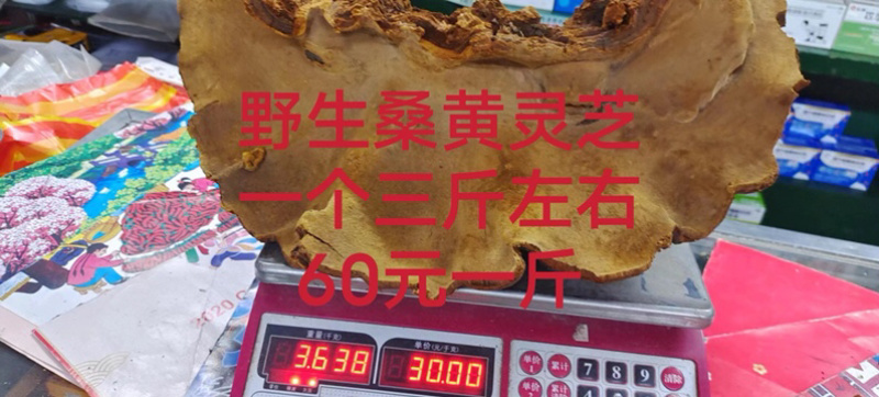 竹灵芝9月新货纯野生老挝进口朵朵整株一手货源