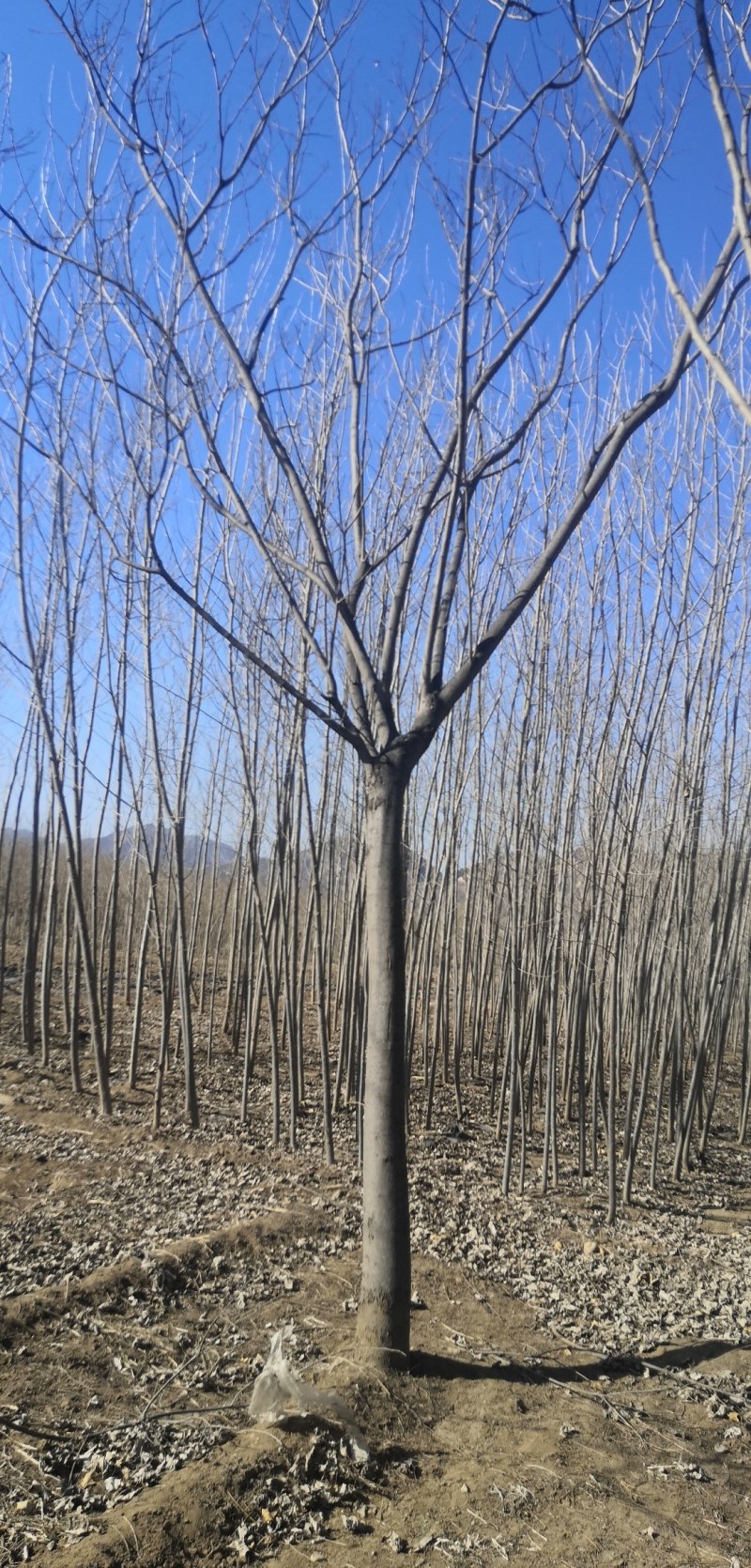 合欢树也叫绒花树