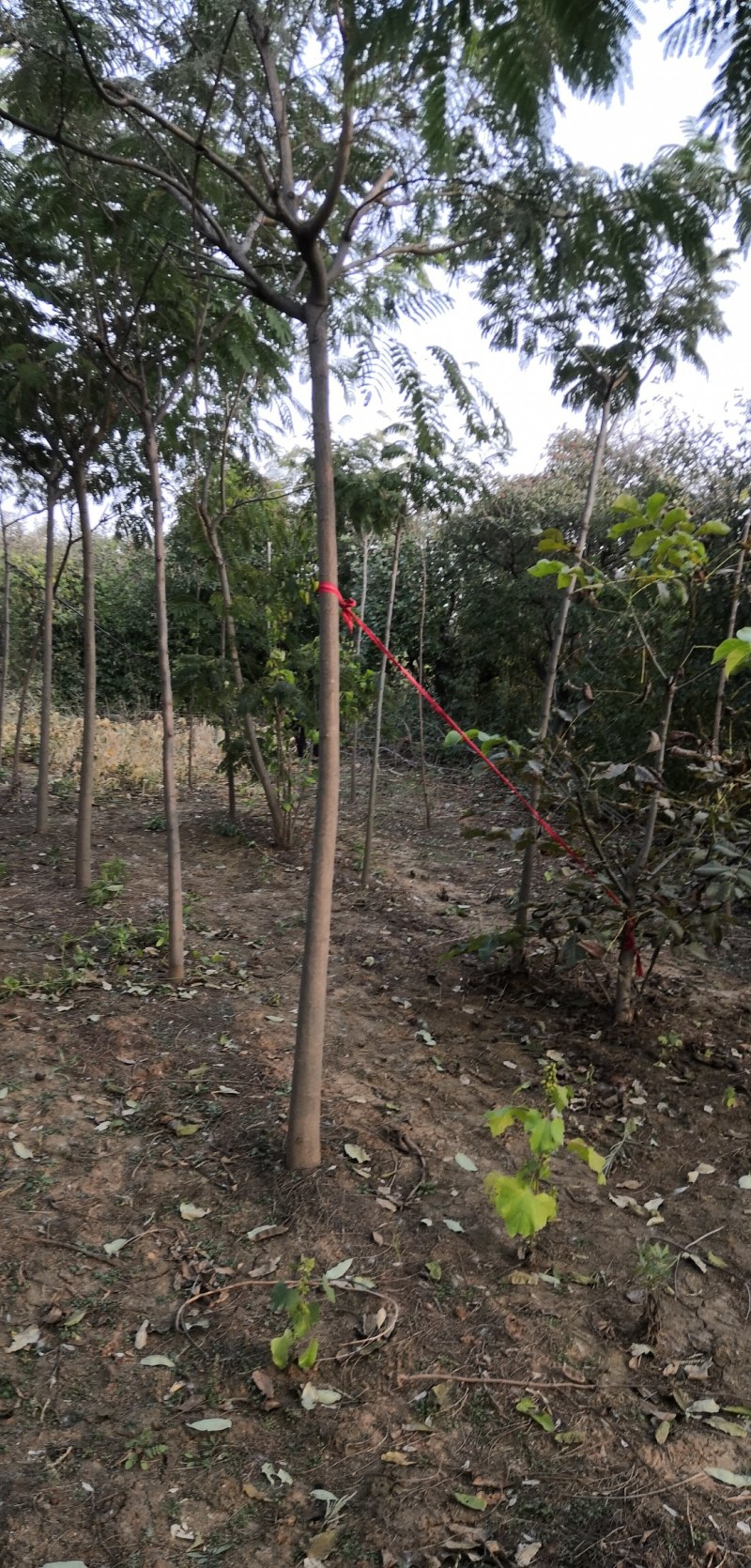 合欢树也叫绒花树