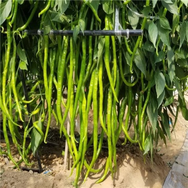 润线918线椒种子椒条顺直早熟高产辣椒种籽农家春秋季蔬菜