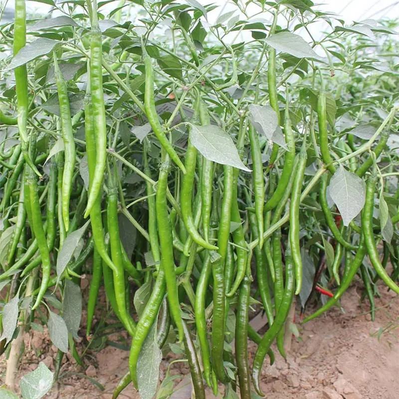 润线918线椒种子椒条顺直早熟高产辣椒种籽农家春秋季蔬菜