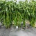 润线918线椒种子椒条顺直早熟高产辣椒种籽农家春秋季蔬菜