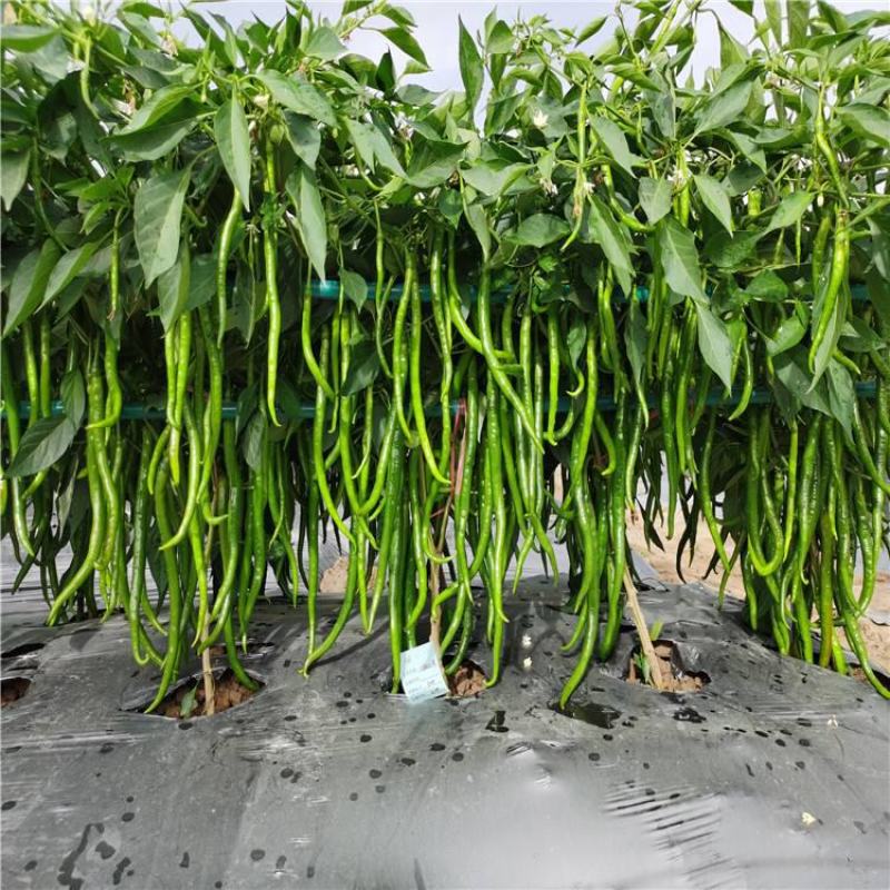 润线918线椒种子椒条顺直早熟高产辣椒种籽农家春秋季蔬菜