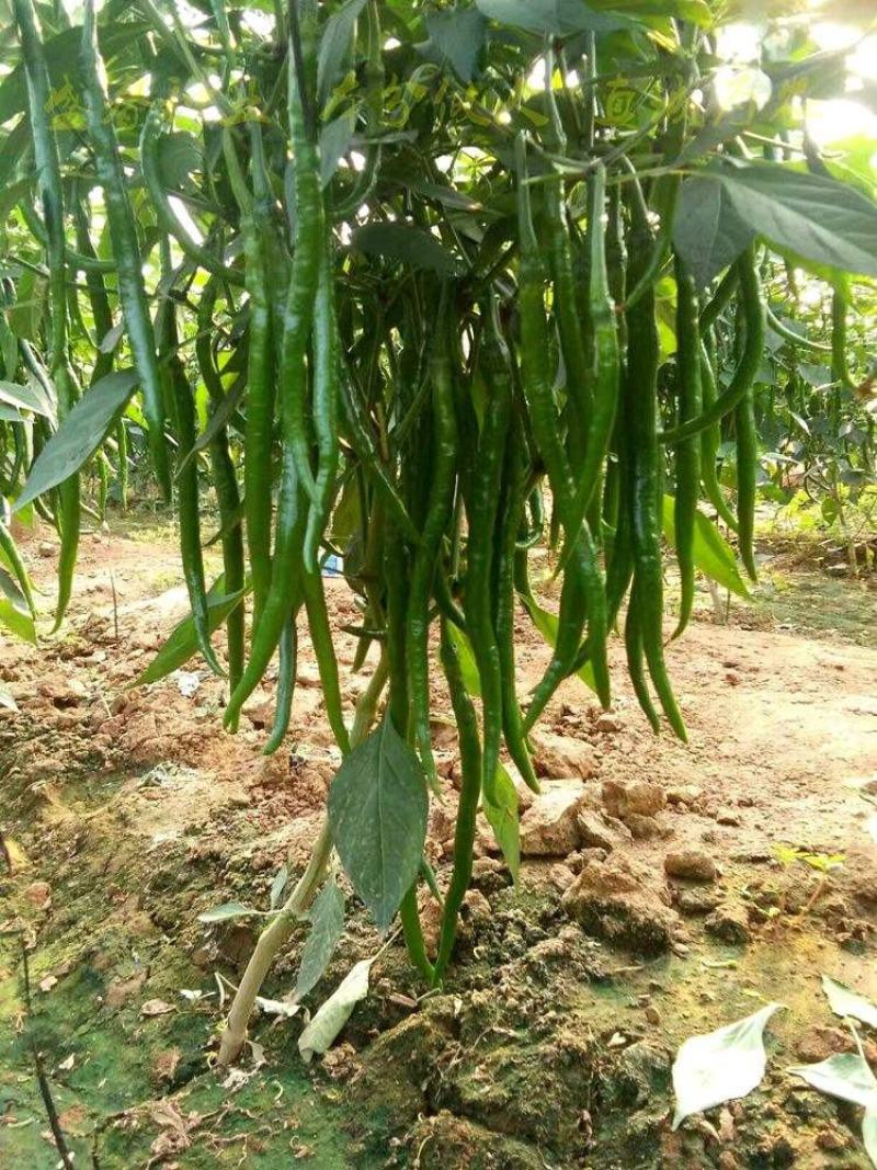 润线918线椒种子椒条顺直早熟高产辣椒种籽农家春秋季蔬菜