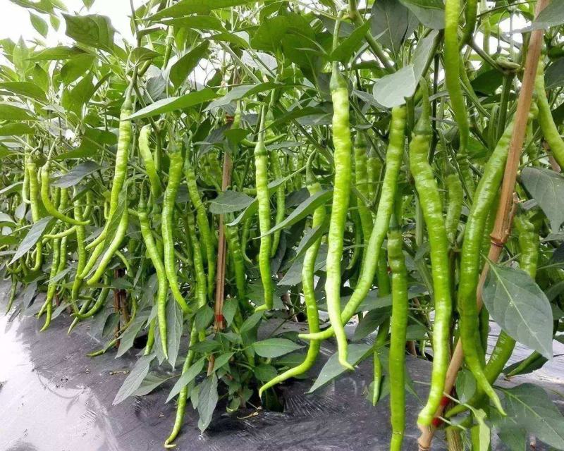 润线918线椒种子椒条顺直早熟高产辣椒种籽农家春秋季蔬菜
