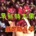《特大果》大樱桃树苗新品种俄罗斯八号美早车厘子黑珍珠