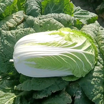 大白菜上巿基地货专业拍摘装团队为你服务！