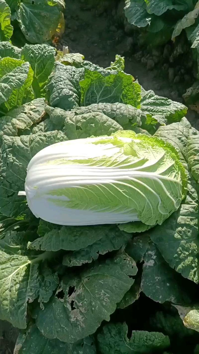 大白菜上巿基地货专业拍摘装团队为你服务！
