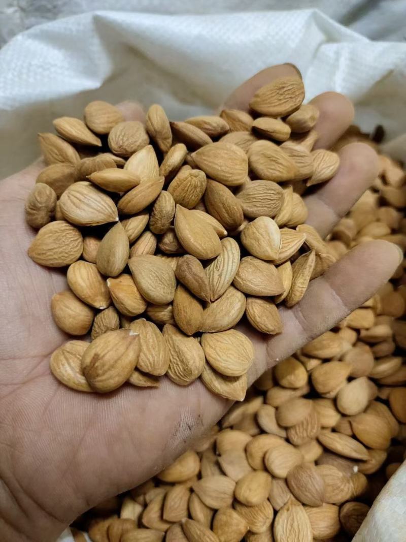 苦杏仁实体百万销量大颗粒新货颜色饱满