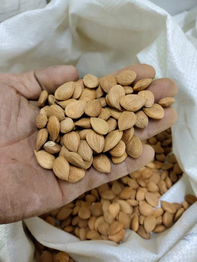 苦杏仁实体百万销量大颗粒新货颜色饱满