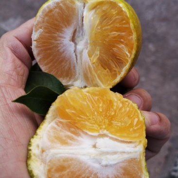 味甜水份足化渣的爱媛橙