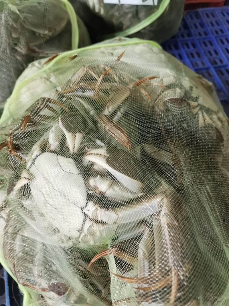洪湖清水大闸蟹产地直发规格齐全可混批（下单请咨询）