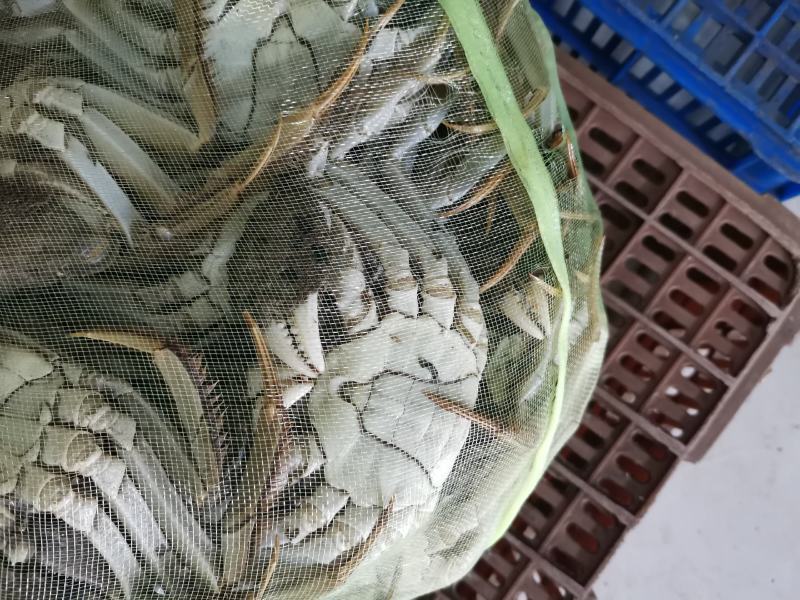 洪湖清水大闸蟹产地直发规格齐全可混批（下单请咨询）