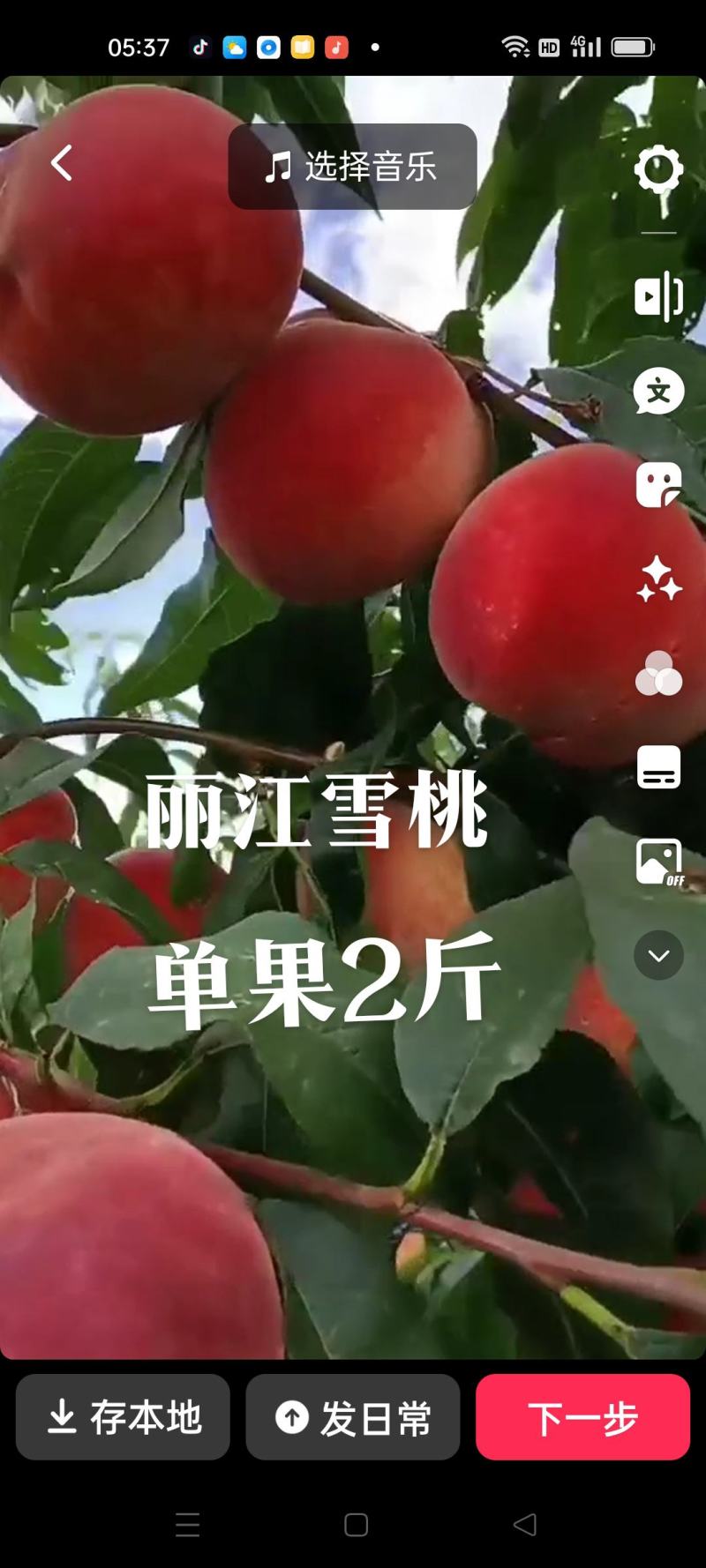 冬桃苗，丽冮雪桃苗，中油蟠7号桃苗，中油蟠13号桃苗。