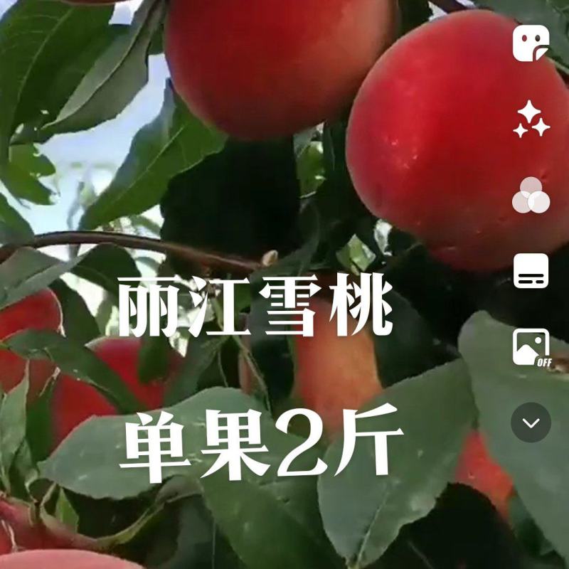 冬桃苗，丽冮雪桃苗，中油蟠7号桃苗，中油蟠13号桃苗。