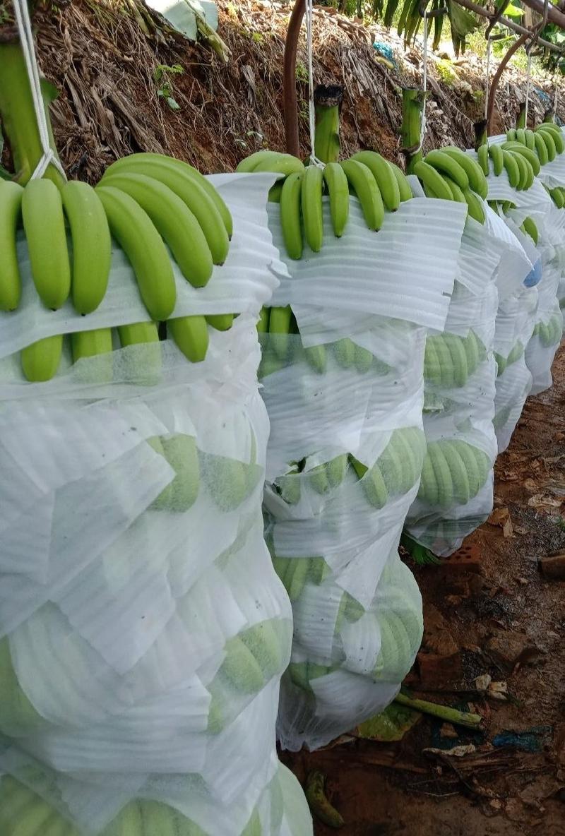 香蕉石家庄赵县供应产地香蕉————————