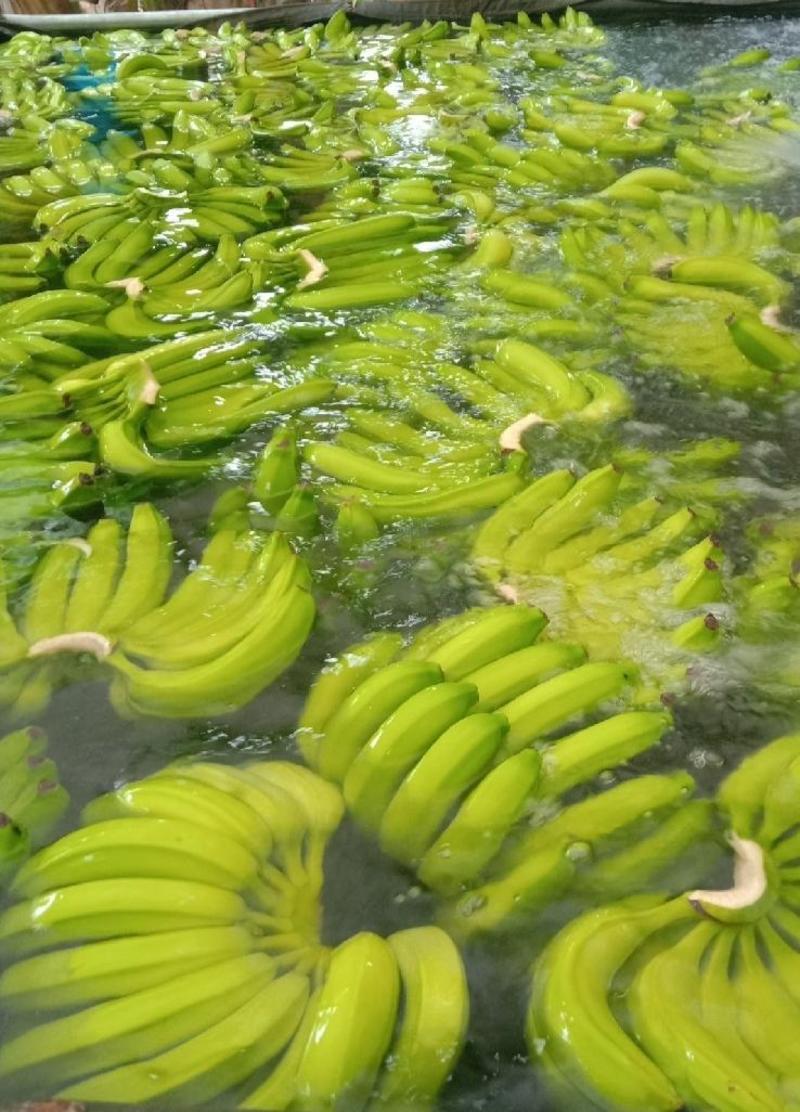 香蕉石家庄赵县供应产地香蕉————————
