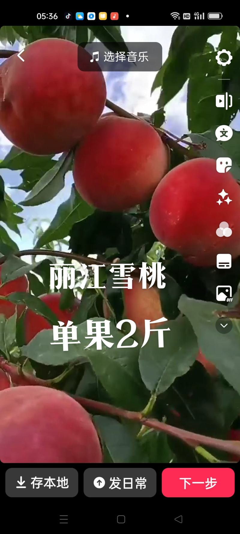 冬桃苗，丽冮雪桃苗，中油蟠7号桃苗，中油蟠13号桃苗。