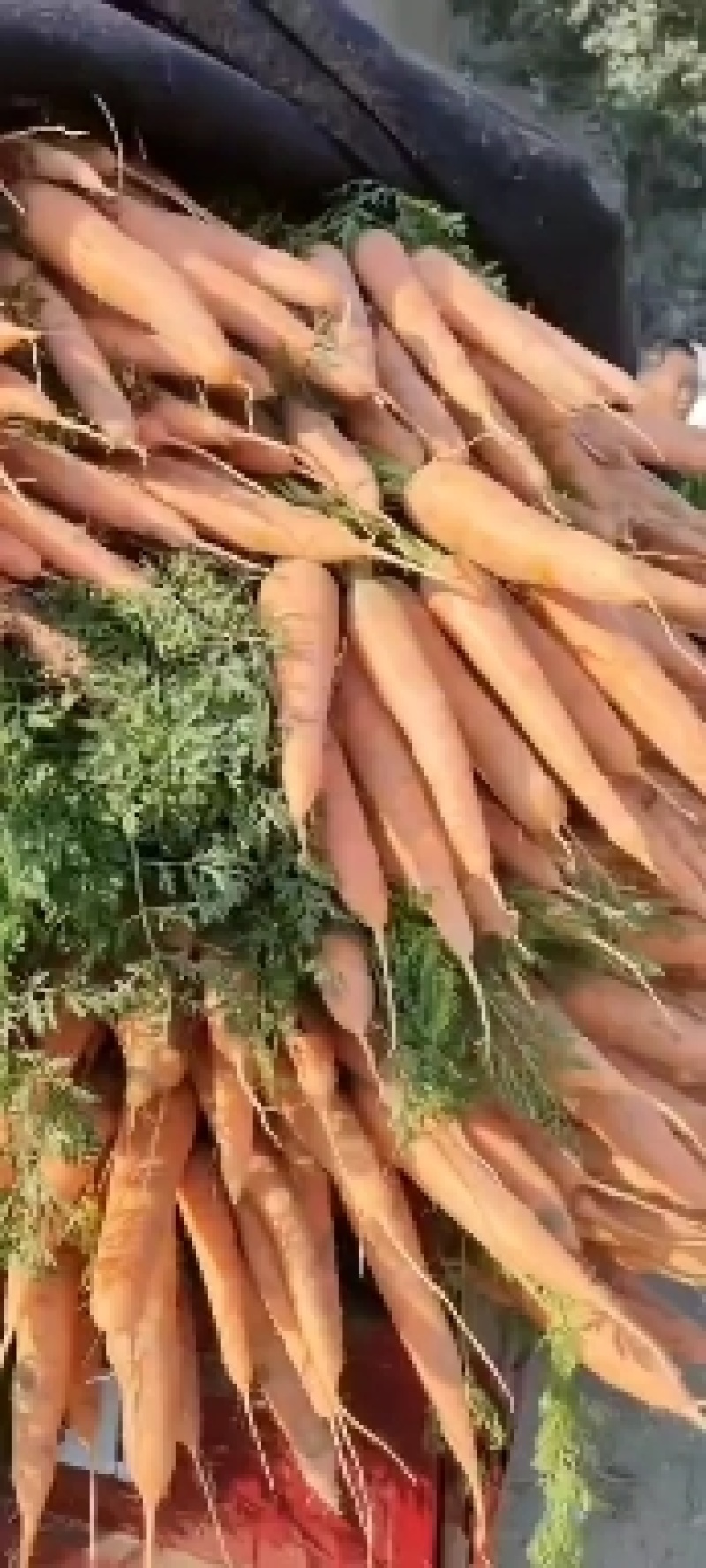 胡萝卜开封沙地优质三红胡萝卜