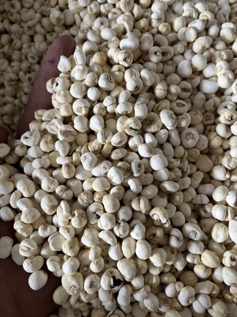 【贝母】小豆贝母平贝母。实图实拍品质保证文斌药业