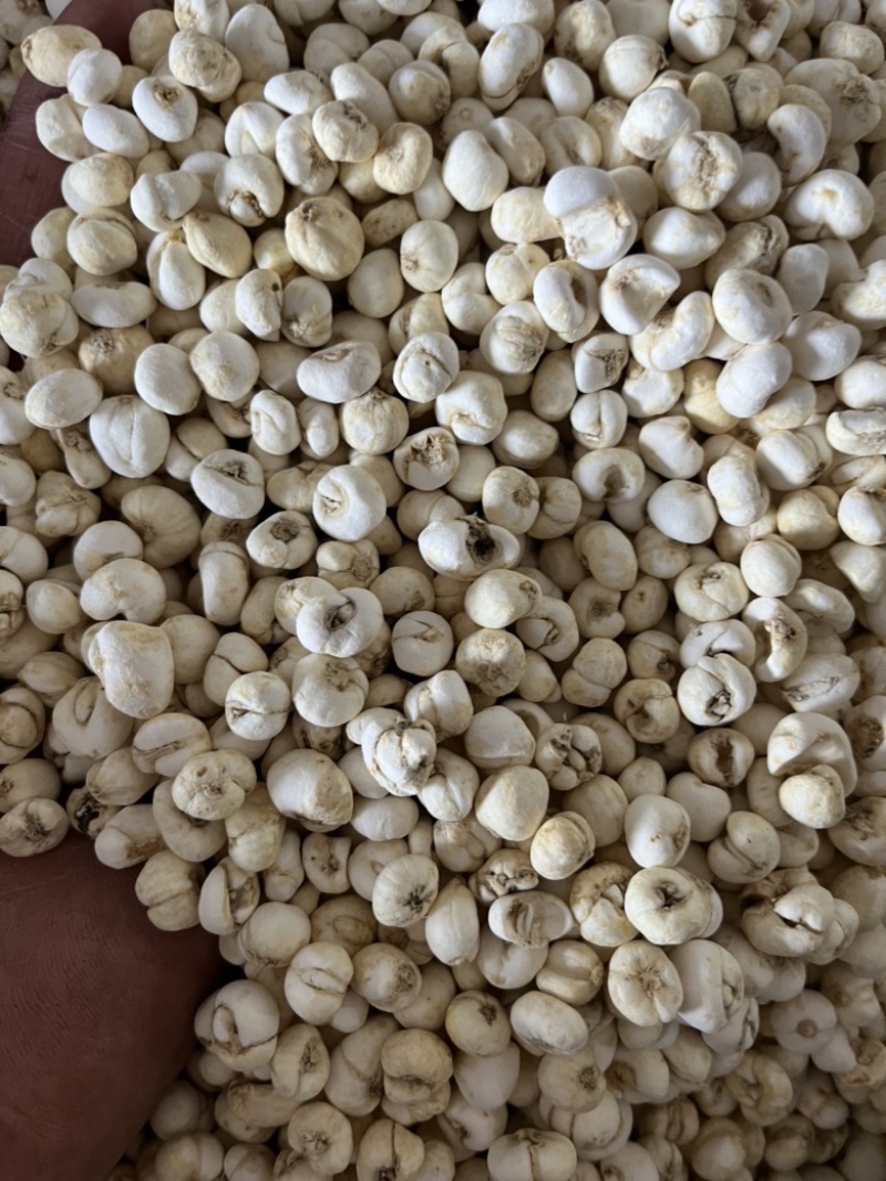 【贝母】小豆贝母平贝母。实图实拍品质保证文斌药业