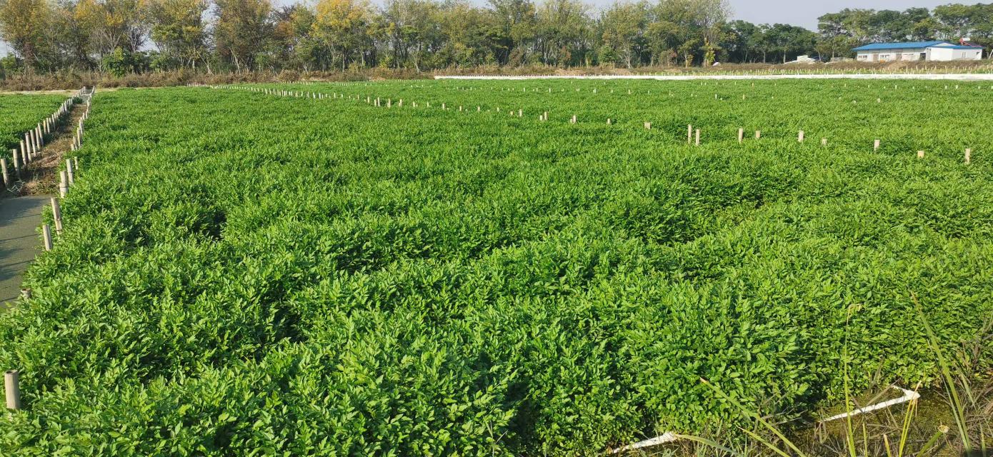 山东寿光白芹菜种植基地实景,展示大棚栽培环境与芹菜长势 芹菜种植基地实景图