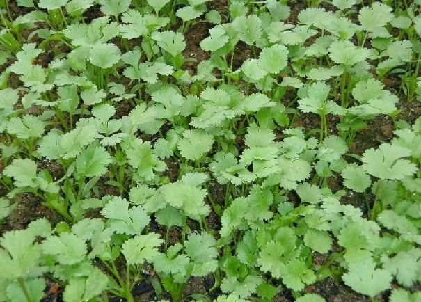 一组四格图片展示香菜从种子萌发到成熟的过程:第一格为刚出土的两片子叶;第二格为真叶展开期,约2周龄;第三格为旺盛生长期,叶片浓绿茂密;第四格为接近采收状态,植株高度约15厘米,背景为家庭阳台种植场景 香菜不同生长阶段对比图