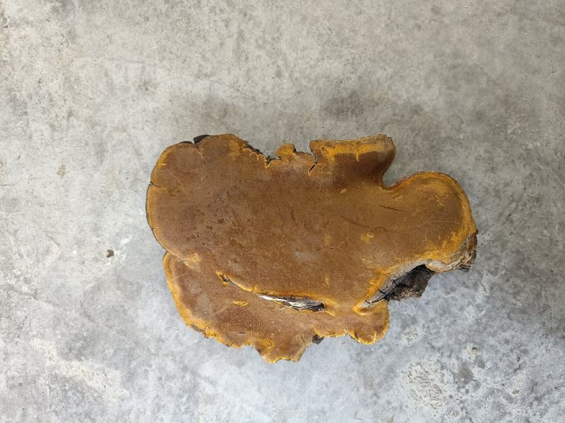 野生桑树桑黄，自然生长在原始森林的真菌，桑黄