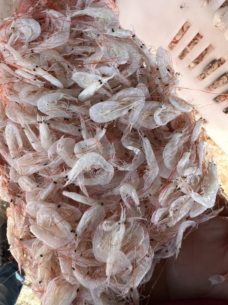 渤海湾咸虾皮，大板虾皮颜色漂亮，货量冲足