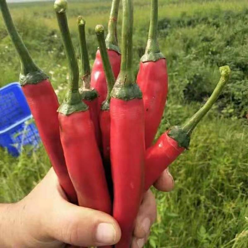 新鲜美人椒大红辣椒，量大从优长期供货西双版纳发货
