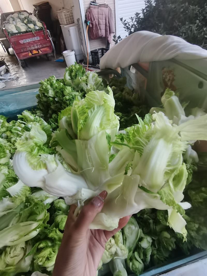 安徽砀山精品儿菜大量现货、清香、甘甜而不带苦味