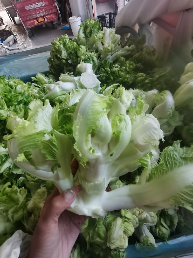 安徽砀山精品儿菜大量现货、清香、甘甜而不带苦味