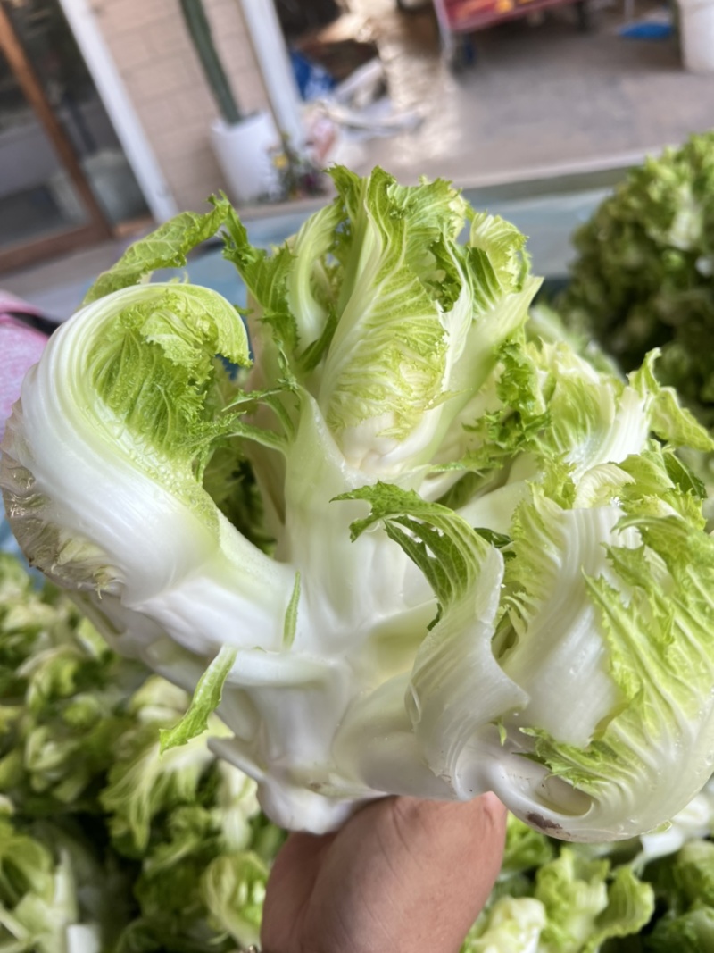 精品娃娃菜，别名儿菜，大量现货，需要老板可以联系