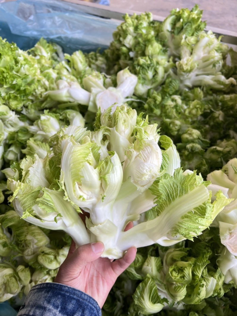 精品娃娃菜，别名儿菜，大量现货，需要老板可以联系