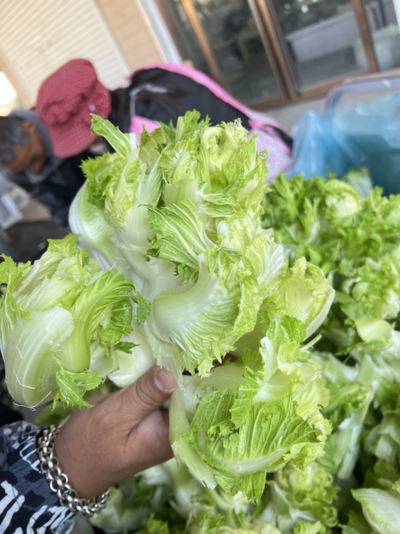 精品娃娃菜，别名儿菜，大量现货，需要老板可以联系