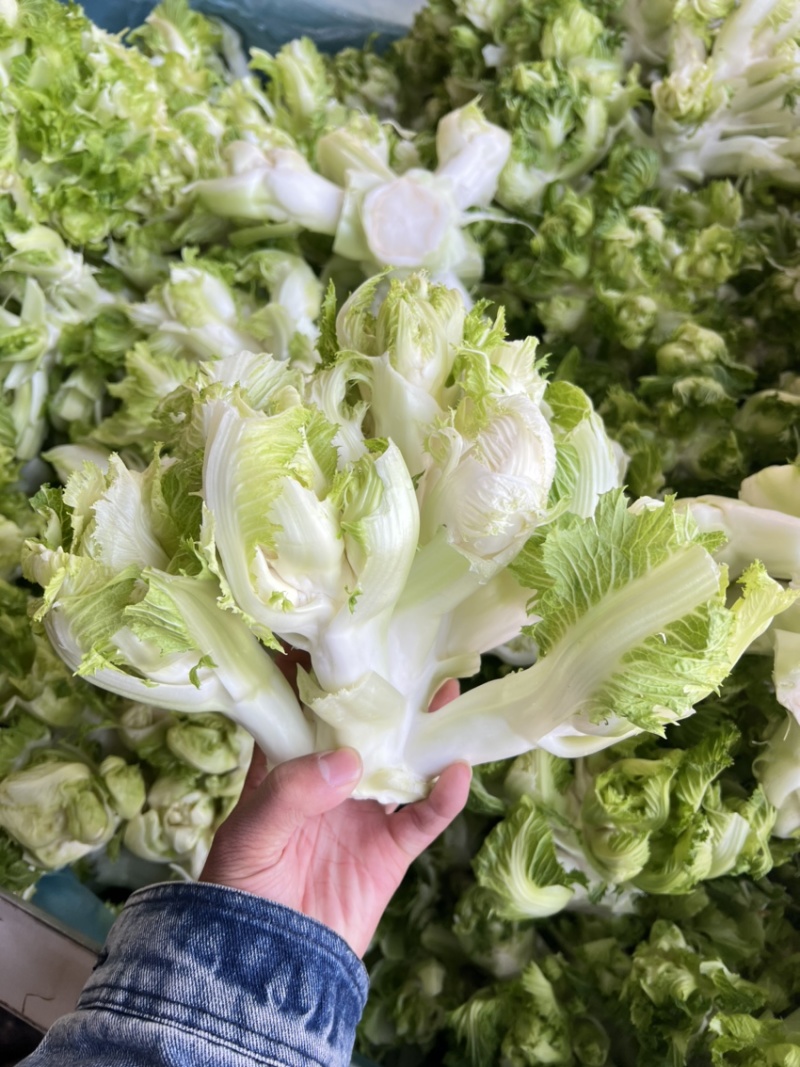 精品娃娃菜，别名儿菜，大量现货，需要老板可以联系