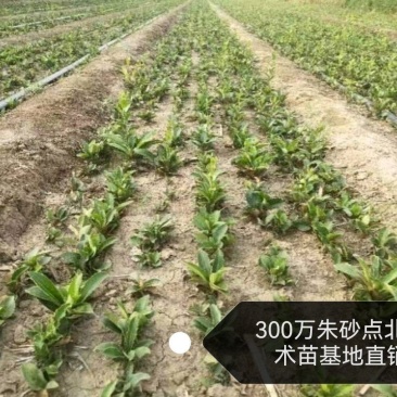 黑皮圆头野生一代朱砂点大田苗，苗株茁壮根系发达成活率高。