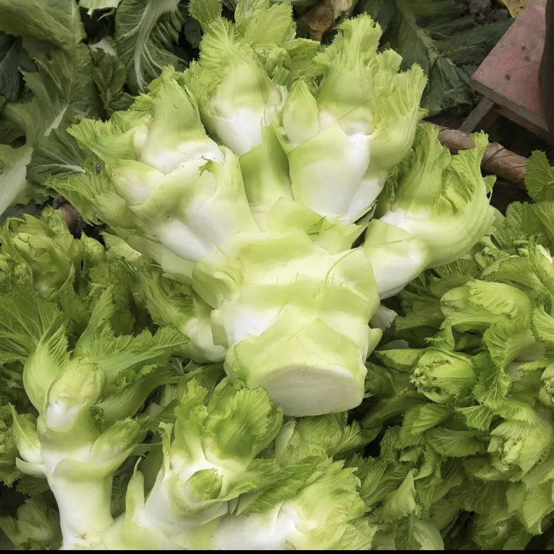 精品娃娃菜，别名儿菜，大量现货，需要老板可以联系