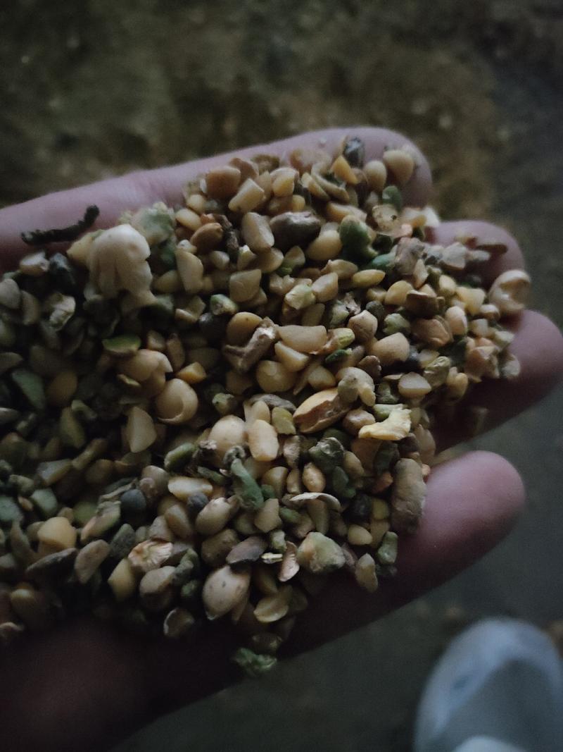 碎大豆装车中，上地肥料豆，榨油压饼豆，养殖饲料豆，膨化豆
