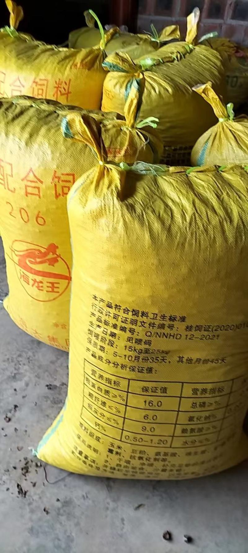 广西高山新鲜茶籽果茶籽山茶籽油树新鲜