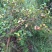 广西高山新鲜茶籽果茶籽山茶籽油树新鲜