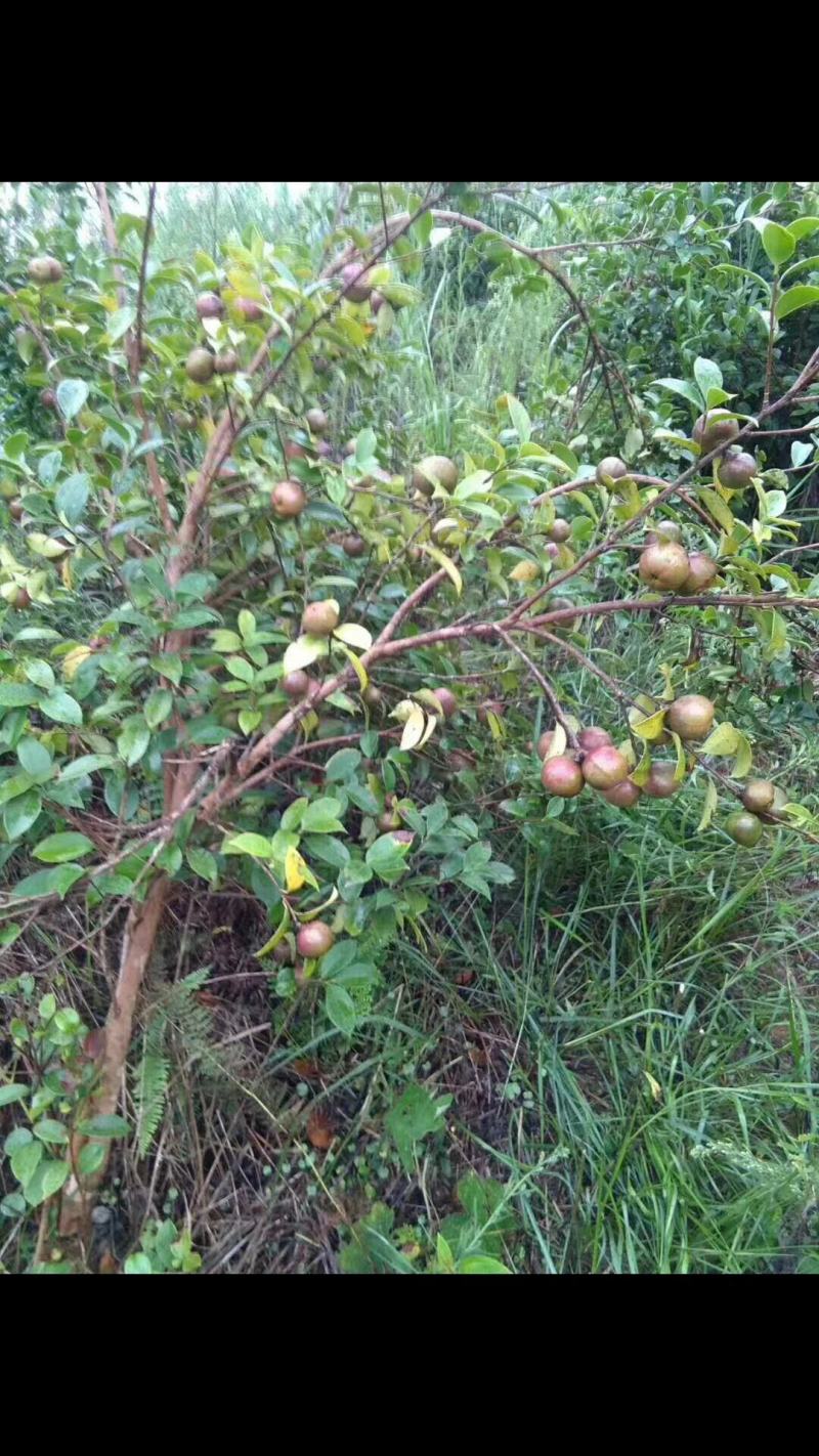 广西高山新鲜茶籽果茶籽山茶籽油树新鲜