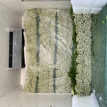 芹菜西芹大棚种植大，中，小颗芹菜都有产地大量供应