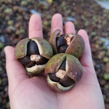 广西高山新鲜茶籽果茶籽山茶籽油树新鲜