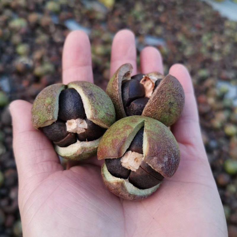 广西高山新鲜茶籽果茶籽山茶籽油树新鲜
