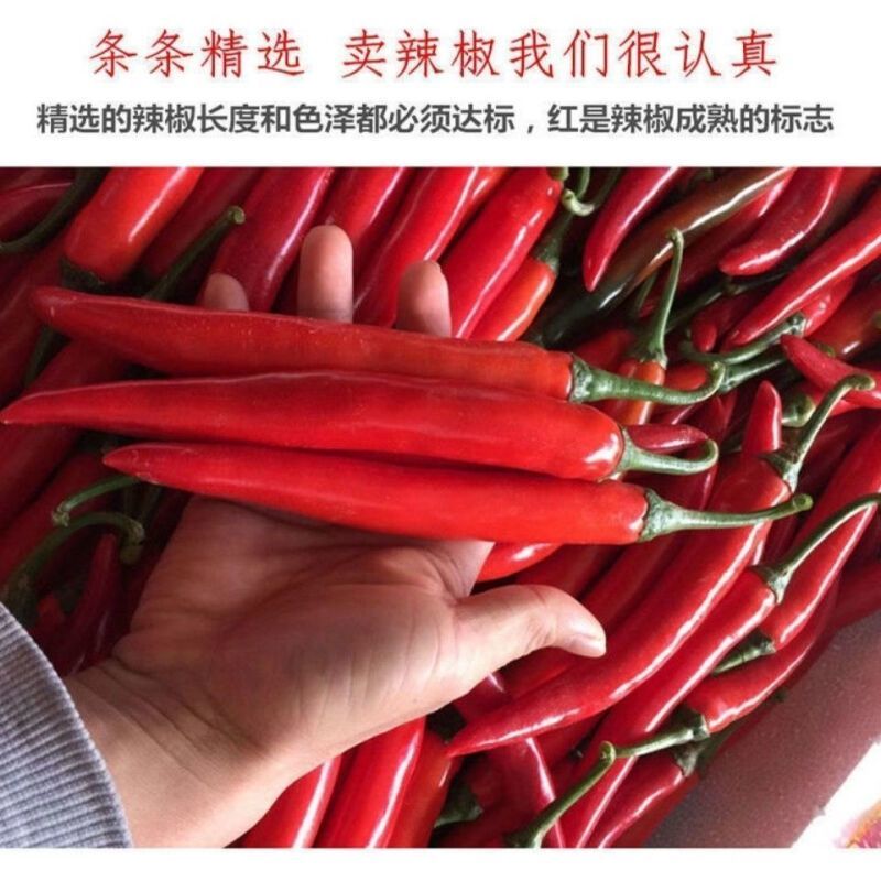 新鲜美人椒大红辣椒，量大从优长期供货西双版纳发货