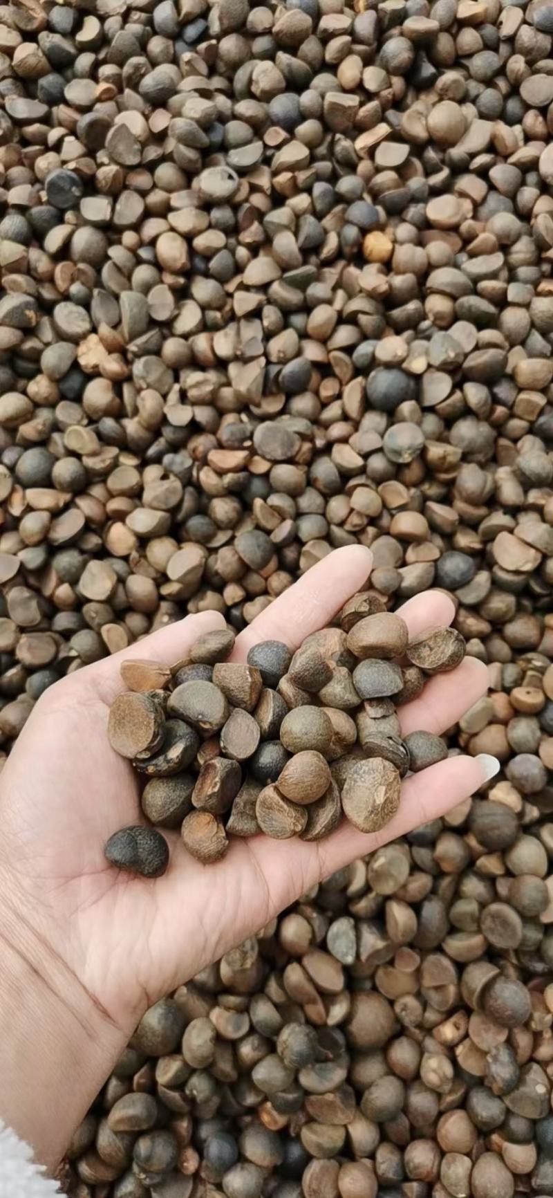 广西高山红花茶籽，小茶籽老茶茶油茶枯山茶籽9.99不包