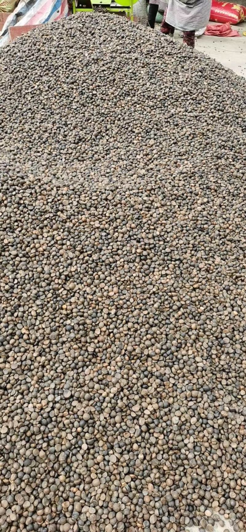 广西高山红花茶籽，小茶籽老茶茶油茶枯山茶籽9.99不包